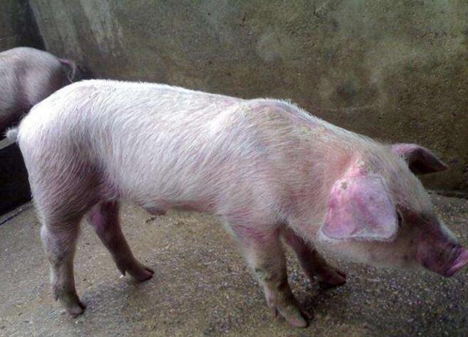 猪回肠炎的症状及治疗图片