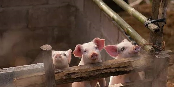 猪人工配种